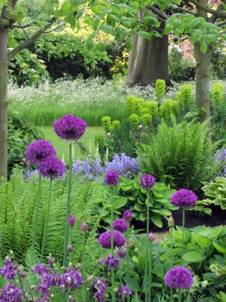 Euphorbias, Ferns, Alliums and Hostas in the garden