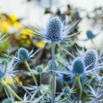 Stunning plants could be taken home to gardens the very same day! Stunning plants could be taken home to gardens the very same day!