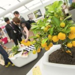 Some of the most cutting-edge and innovative products in garden design today were featured in the GROW London Hothouse Some of the most cutting-edge and innovative products in garden design today were featured in the GROW-London Hothouse